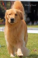 Wind-of-Sand-Allevamento-Golden-Retriever-Americani_1.jpg