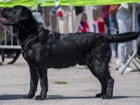 Allevamento_Labrador_Retriever_Colbay_di_Casa_Collovà_3.jpg