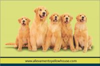 Allevamento_Golden_Retriever_Yellowhouse_1.jpg