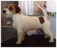 Elirica Allevamento Jack Russell Terrier_4.jpg