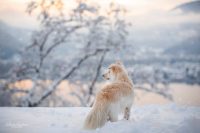 nathalie-anselmini-dog-photography-4.jpg