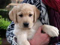Allevamento_Labrador_Retriever_Colbay_di_Casa_Collovà_2.jpg
