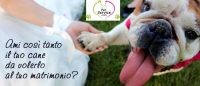 PET_SERVICE_CORATO_Pensione_Casalinga_e_Wedding_Dog_Sitting_4.jpg