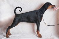 dellimpero-dei-forte-allevamento-dobermann-2.jpg