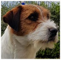 Elirica Allevamento Jack Russell Terrier_2.jpg