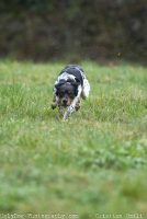 ugly-dog-pet-photography-4.jpg