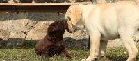 slide-cuccioli.jpg