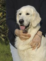 allevamento-golden-retriever-san-nicolo-1.jpg