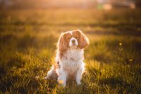 i-batuffoli-pet-photography-2.jpg