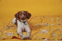 ugly-dog-pet-photography-3.jpg