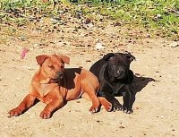allevamento-thay-ridgeback-dog-1.jpg