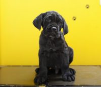 i-corsi-di-savoia-allevamento-professionale-cane-corso-2.jpg