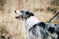 ANIMAFOTO_Pet_Photography_1