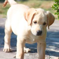 Allevamento_Labrador_Retriever_Valle_dei_Medici_1.jpg