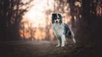 stefania-perrucci-dog-photography-1.jpg
