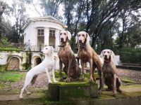alpha-centauri-allevamento-di-weimaraner-2.jpg