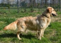 allevamento-golden-retriever-shark-zanzibar-1.jpg