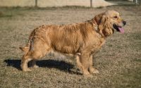 allevamento-golden-retriever-shark-zanzibar-4.jpg