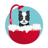 bautiful-dog-toelettatura-ad-arezzo_1.jpeg
