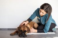 balto-massaggi-per-cani-3.jpg