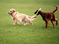 pensione-per-cani-giardino-di ecuba-1.jpg