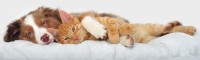 Pet Resort1.jpg