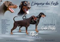 dellimpero-dei-forte-allevamento-dobermann-4.jpg