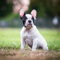 allevamento-bouledogue-francese-makibull-1.jpg