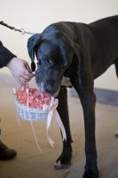 wedding_dog_sitter_parola_di_fido_2.jpg