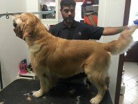             Ed's pet