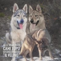 Allevamento_Cane_Lupo_Cecoslovacco_Il_Velino.jpg