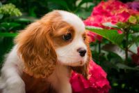 Granny's_Chips_Kennel_Allevamento_Cavalier_King_Charles_Spaniel_1.jpg