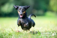 ZAMPA_FOTOGRAFICA_Pet_Photography_3.jpg