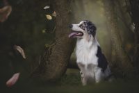 stefania-perrucci-dog-photography-2.jpg