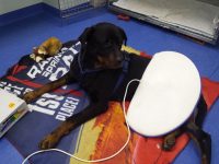 Clinica_Veterinaria_My_Vets_3.jpg