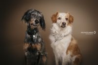 dog-photo-varese_3.jpg