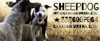 Casa_Vaikuntha_Psicologia_ed_Etologia_del_cane_2