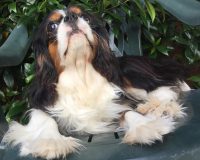 Granny's_Chips_Kennel_Allevamento_Cavalier_King_Charles_Spaniel_3.jpg