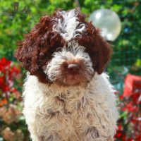 Allevamento_Lagotto_Romagnolo_Valle_dei_Medici_3.jpg
