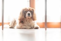 i-batuffoli-pet-photography-1.jpg