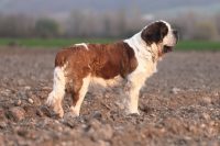 allevamento-cane-san-bernardo-del-piccolo-paradiso-4.jpg