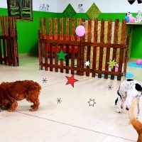 amici-per-la-coda-asilo-diurno-per-cani-piacenza_1.jpg