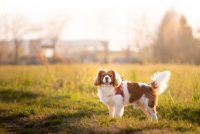 i-batuffoli-pet-photography-3.jpg
