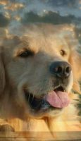 Allevamento_Golden_Retriever_Moonlight_of_Sardinia_4.jpg