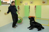 dog-inn-art-toelettatura-legnano-2.jpg