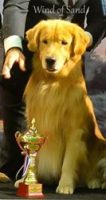 Wind-of-Sand-Allevamento-Golden-Retriever-Americani_2.jpg