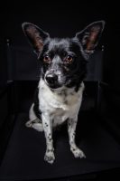 giorgia-calisi-pet-photography-video-3.jpg
