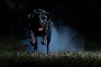 ugly-dog-pet-photography-2.jpg
