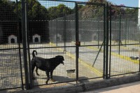 Allevamento-del-Levante-Pensione-per-cani-Bari-4.jpg