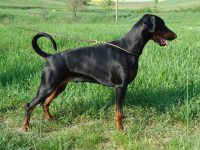 van-neerlands-stam-allevamento-dobermann_5.jpg